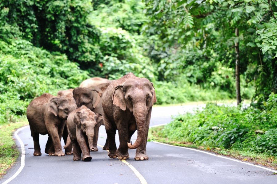 Famille d'éléphants d'Asie dans le parc national de Khao Yai. nutsiam - Shutterstock.com