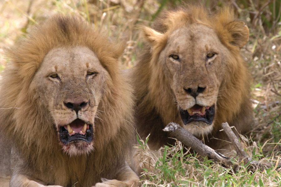 Lions du Selous Game Reserve iStockphoto.com/TobyCreamer