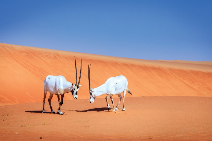 Oryx d'Arabie, Dubaï Desert Conservation Reserve. alexeys