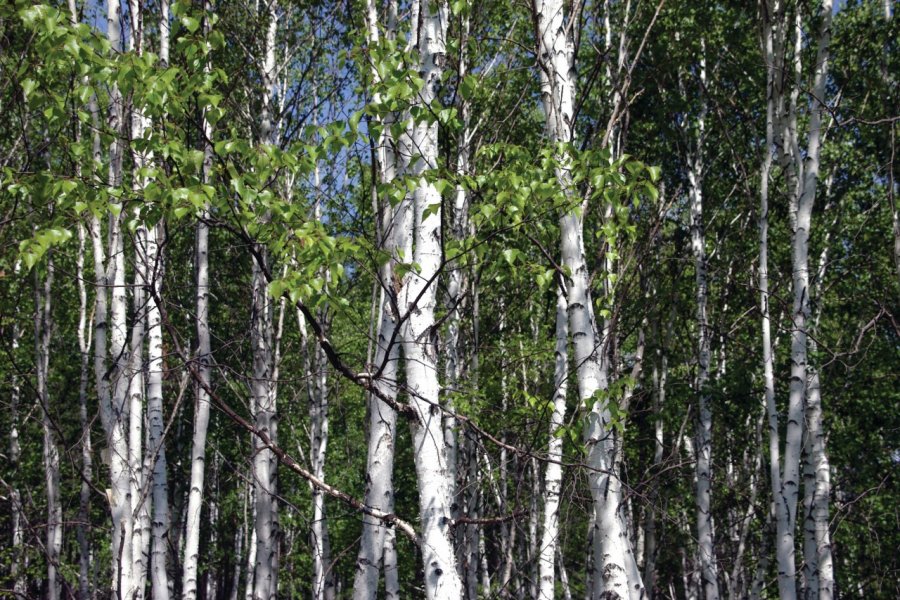 Forêt de bouleaux Stéphan SZEREMETA