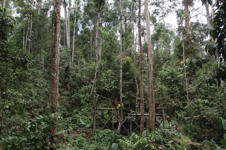 Observation des orangs outans au centrede réhabilitation de Sepilok Stéphan SZEREMETA