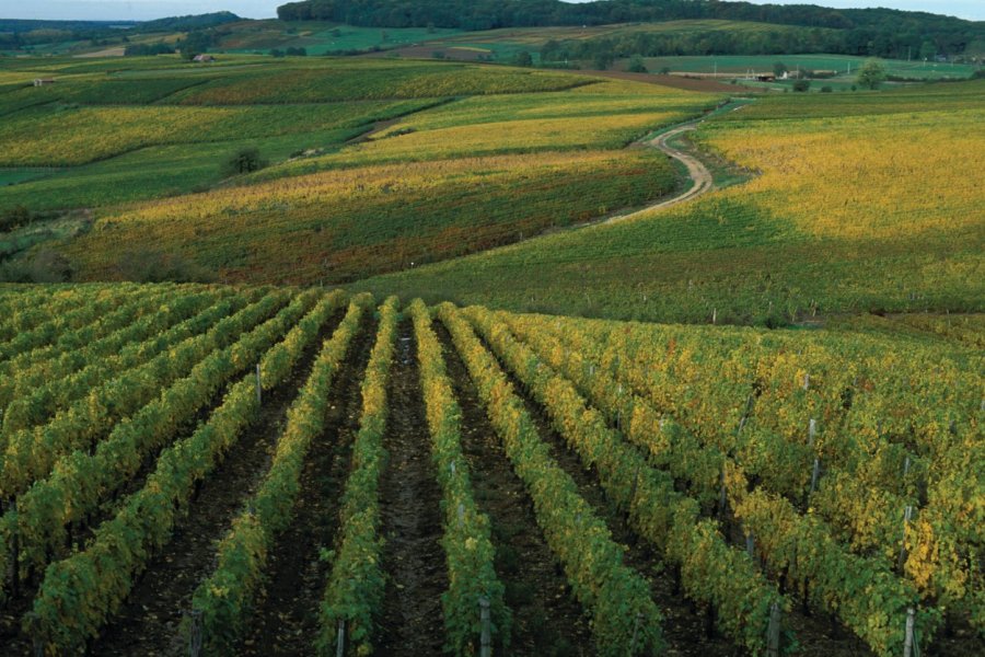 Vignoble près d'Arbois (© PIERRE DELAGUÉRARD - ICONOTEC))