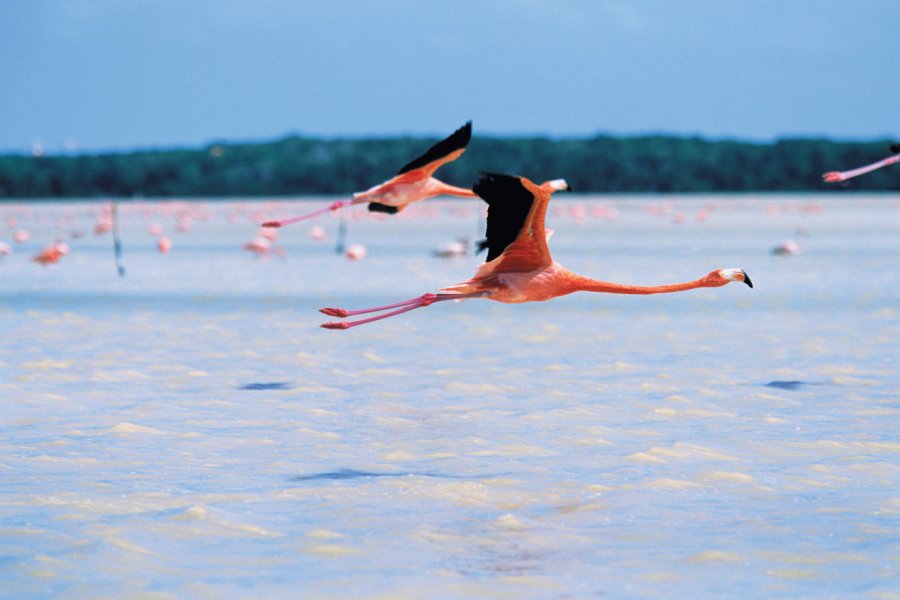 Parque Natural del Flamenco Mexicano. Author's Image