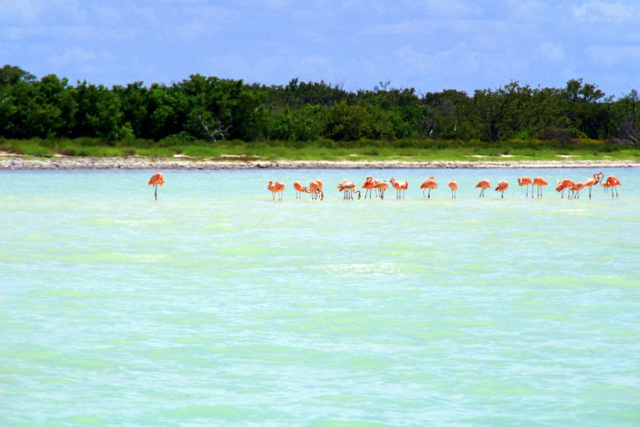 Flamants roses sur Isla holbox. Emiliano Barbieri - Shutterstock.com