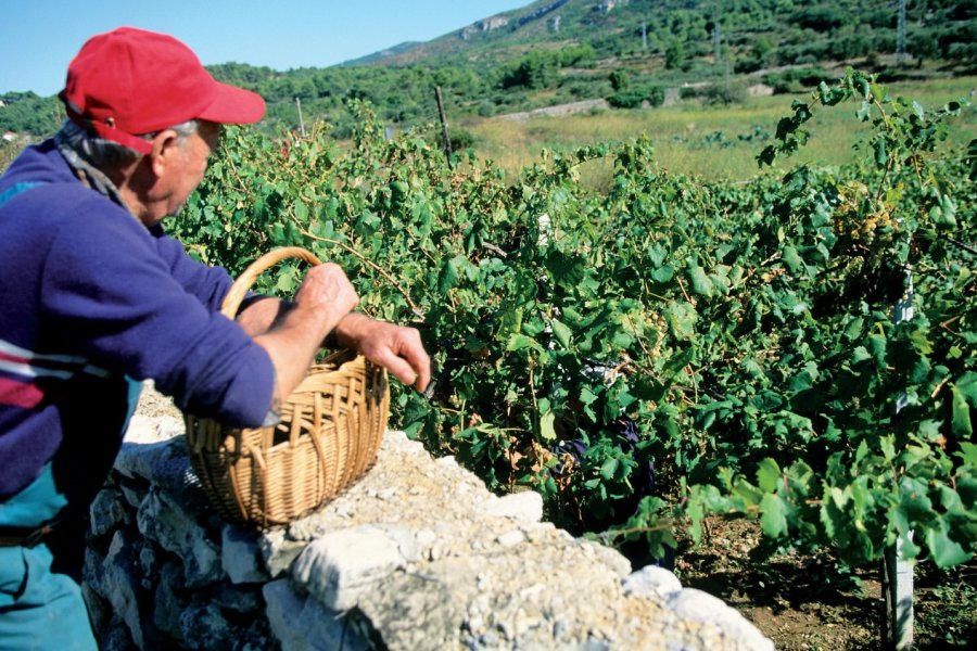 Vendanges à Jelsa. Author's Image