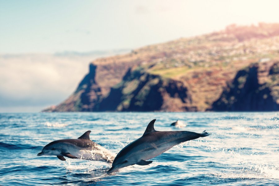 Dauphins dans les eaux de Madère. borchee - iStockphoto.com