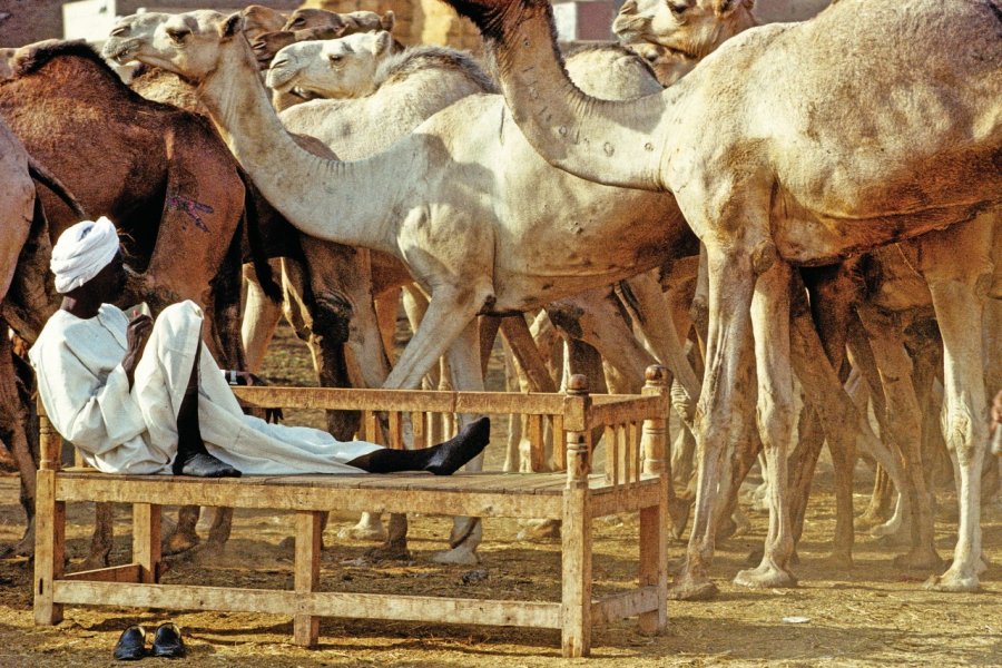Chamelier soudanais observant ses compagnons de voyage. Sylvain GRANDADAM