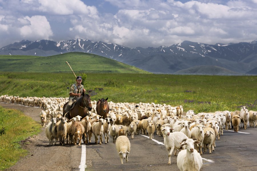 Berger et son troupeau près de Goris. MehmetO - Shutterstock.com