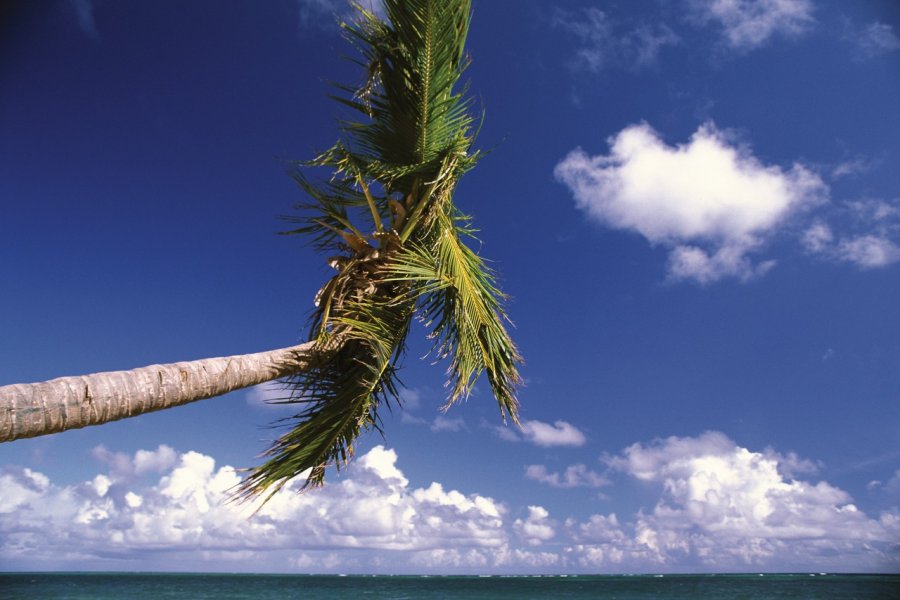 Playa Bavaro, longue plage bordée de cocotiers. Author's Image