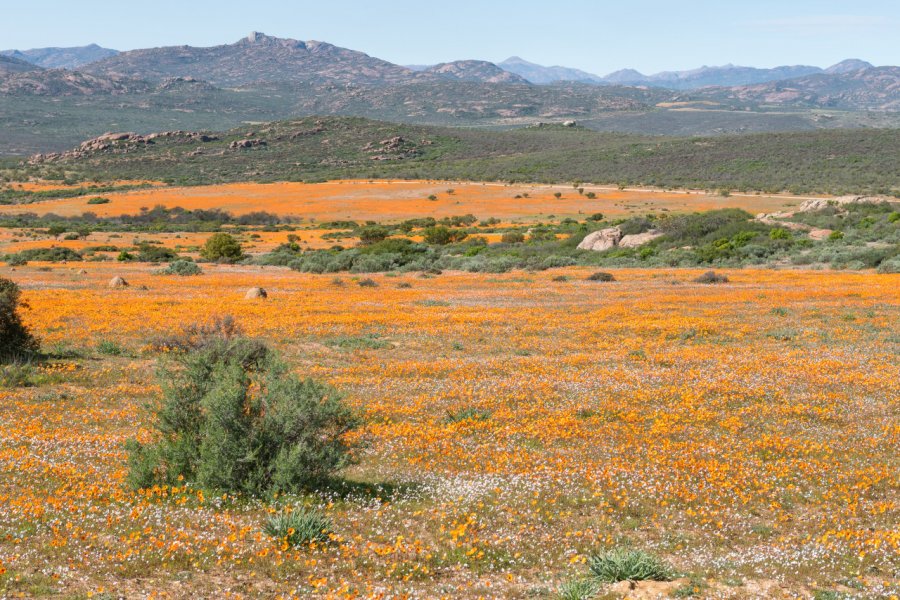 Namaqua national park. Grobler du Preez - Shutterstock.com