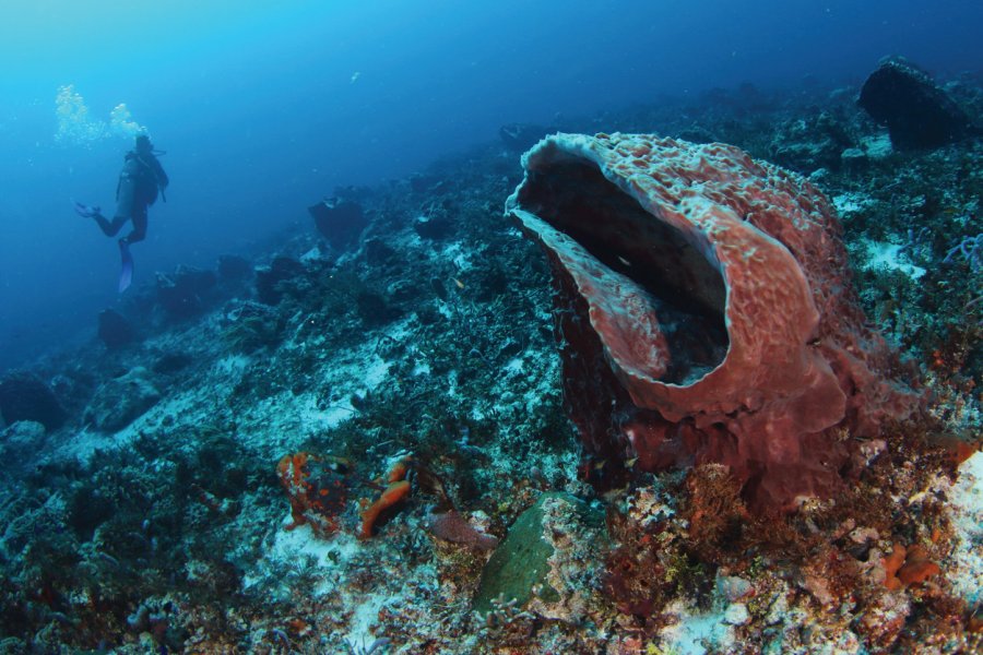 Xestospongia muta, grand barrière de corail du Yucatán. Arnaud Abadie - iStockphoto.com