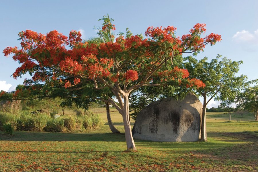 Flamboyan de Vieques. jrroman - iStockphoto.com