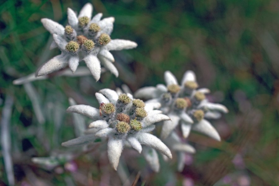 Edelweiss. (© PAULETTE RICHARD - ICONOTEC))