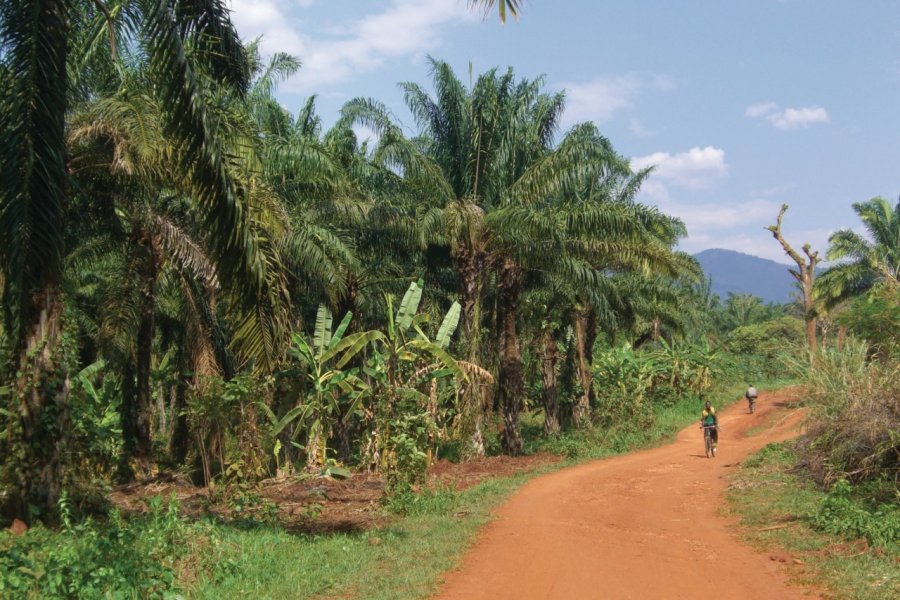 Palmeraie de la vallée de la Rwaba près de Nyanza-Lac. Christine DESLAURIER