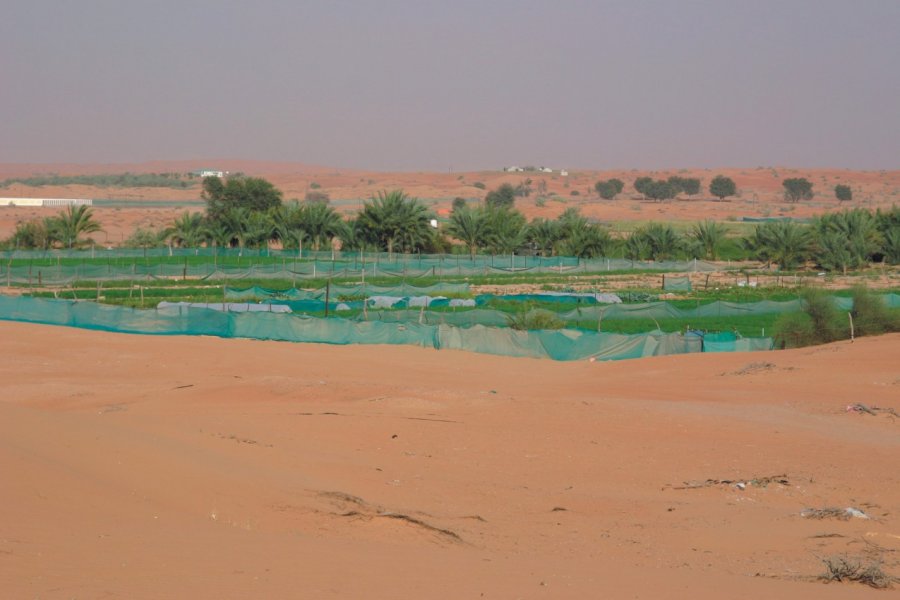 Cultures dans le désert Cathyline Dairin