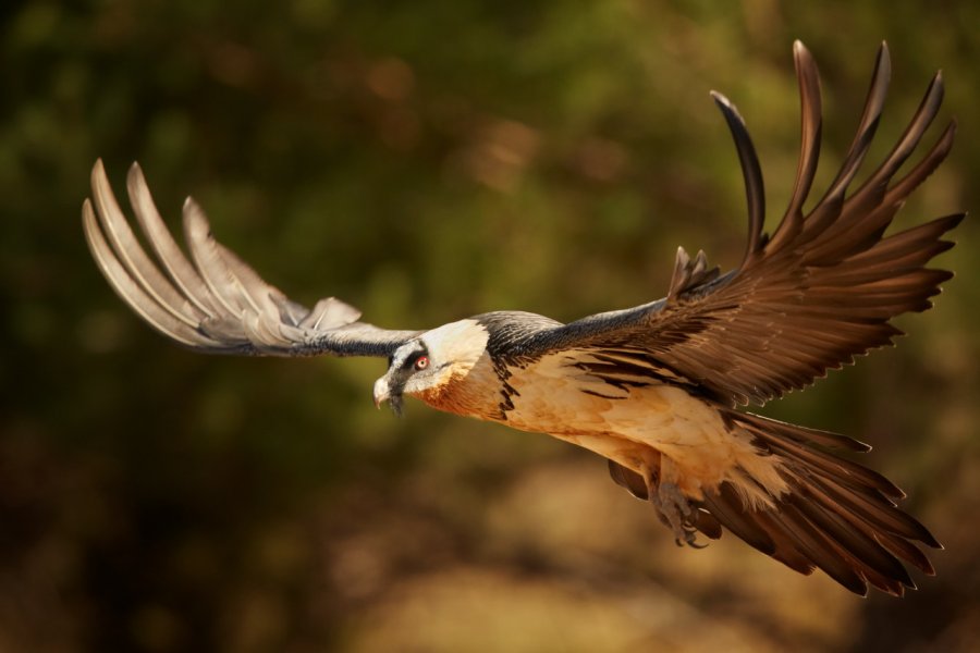 Gypaète barbu. Martin Mecnarowski - shutterstock.com