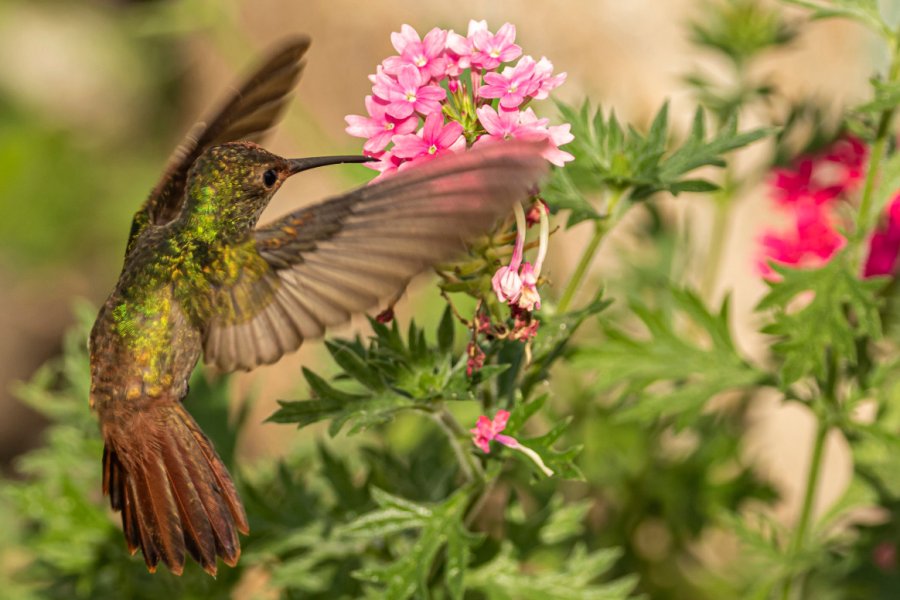 Colibri àqueue rousse, Crooked Tree Wildlife Sanctuary. Danita Delimont - shutterstock.com