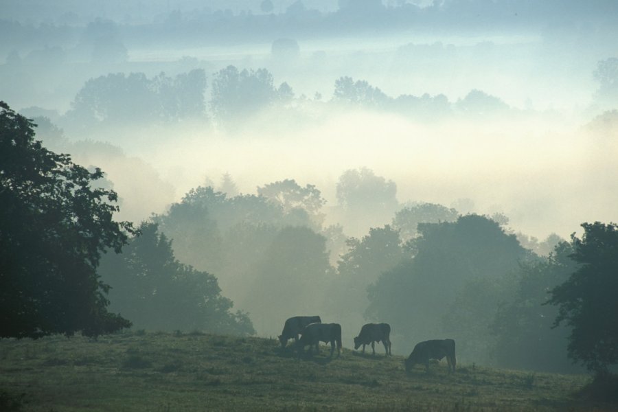 Brume matinale sur le Jura (© PIERRE DELAGUÉRARD - ICONOTEC))