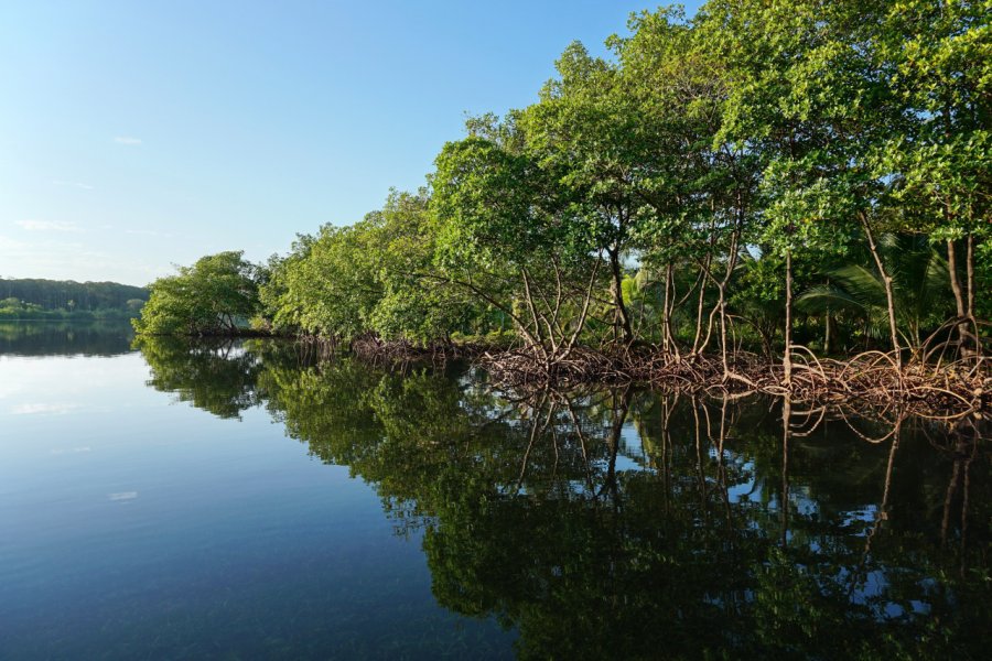 Mangroves. Damsea - Shutterstock.com