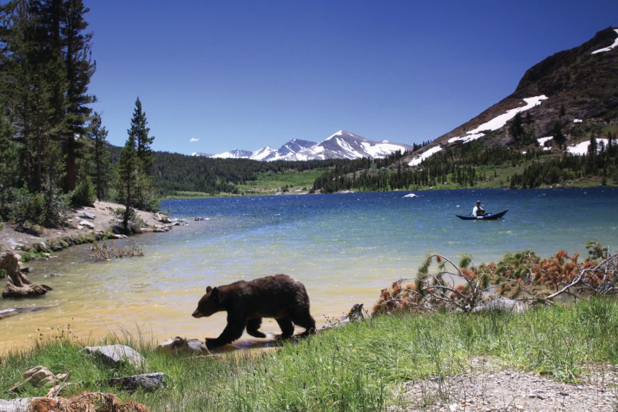 Black Bear at Tenaya Lake in Yosemite National Park Bakstad