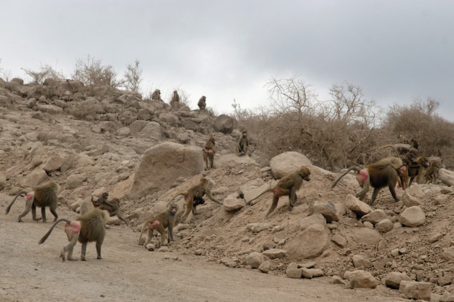 Famille de singes sur la route d'Arta. Eyerusalem ABERA