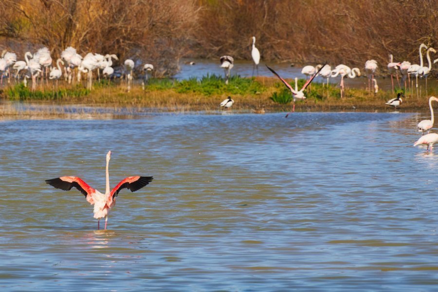 Parc naturel Aigamolls de l'Emporda. Digoarpi - Shutterstock.com