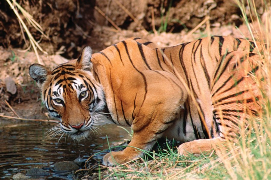 Parc National de Ranthambore. eROMAZe - iStockphoto