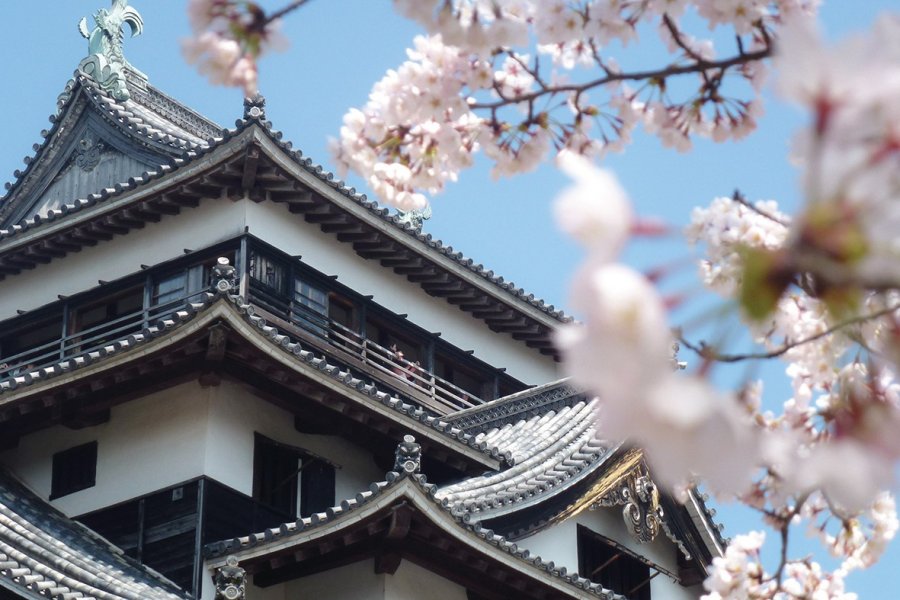 Château de Matsue et cerisiers en fleurs. Maxime Dray