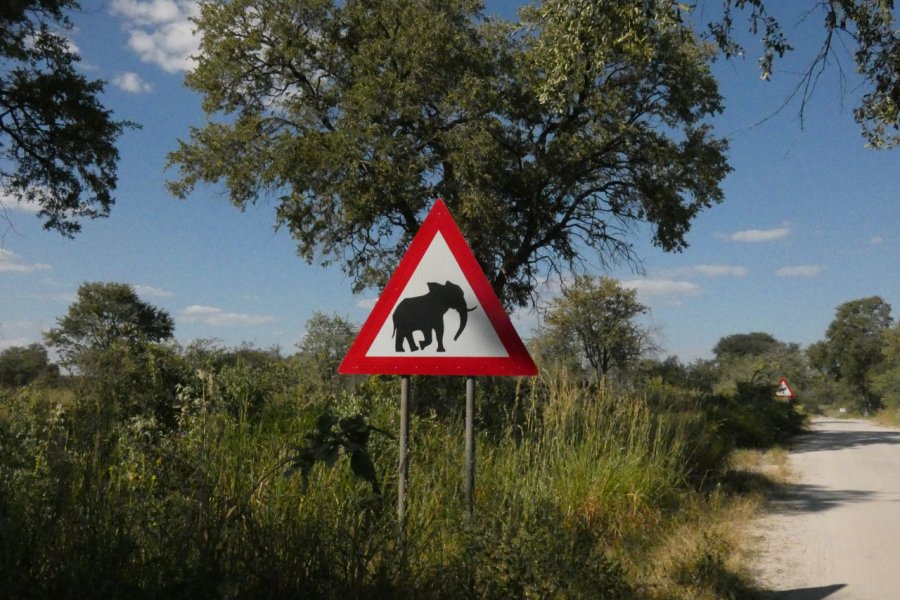 Attention aux éléphants qui traversent ! Sophie ROCHERIEUX