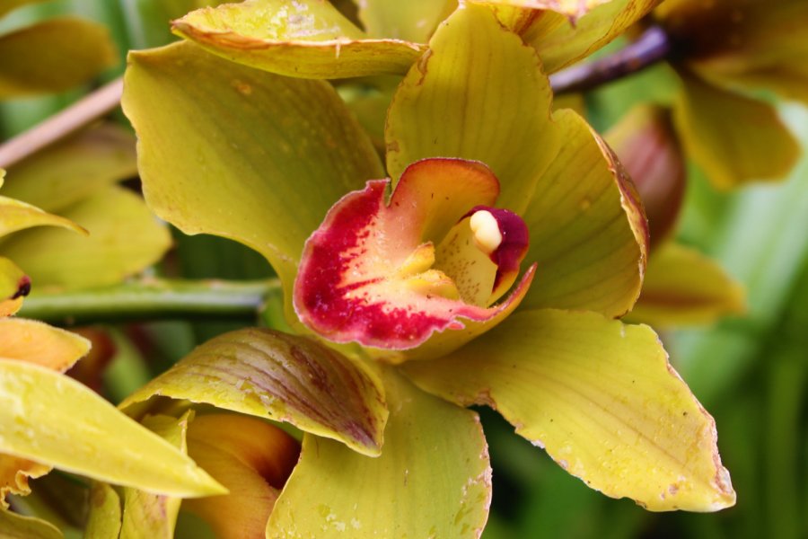 Orchidées du jardin tropical Monte, au nord de Funchal. Anne-Sophie LAMOTTE