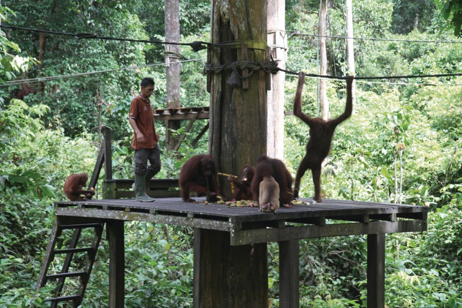 Centre de réhabilitation des orangs outans de Sepilok Stéphan SZEREMETA