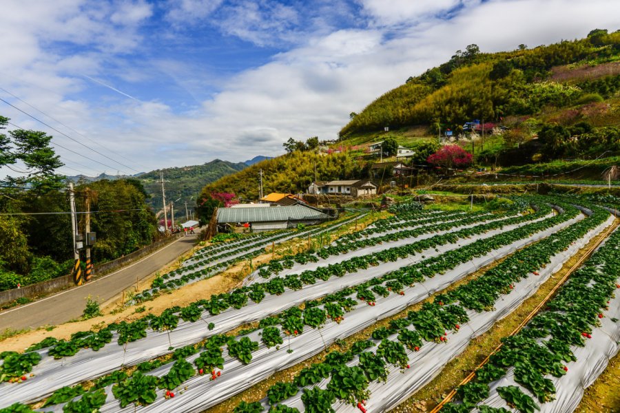 Plantation de fraises à Taian. weniliou - Shutterstock.com