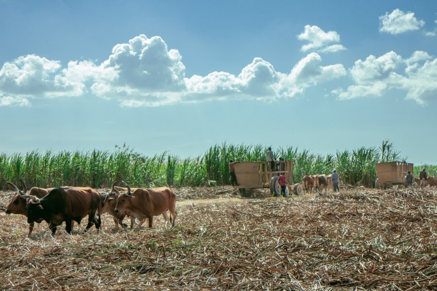 Récolte dans un champ de cane à sucre. Mario De Moya F - Shutterstock.com