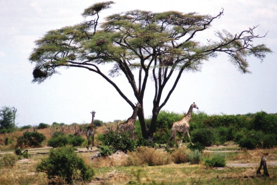 Girafes sous un acacia parasol. Marie Gousseff / Julien Marchais