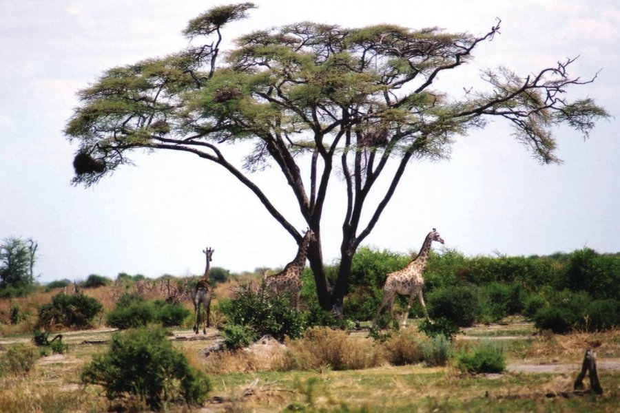 Chobe National Park