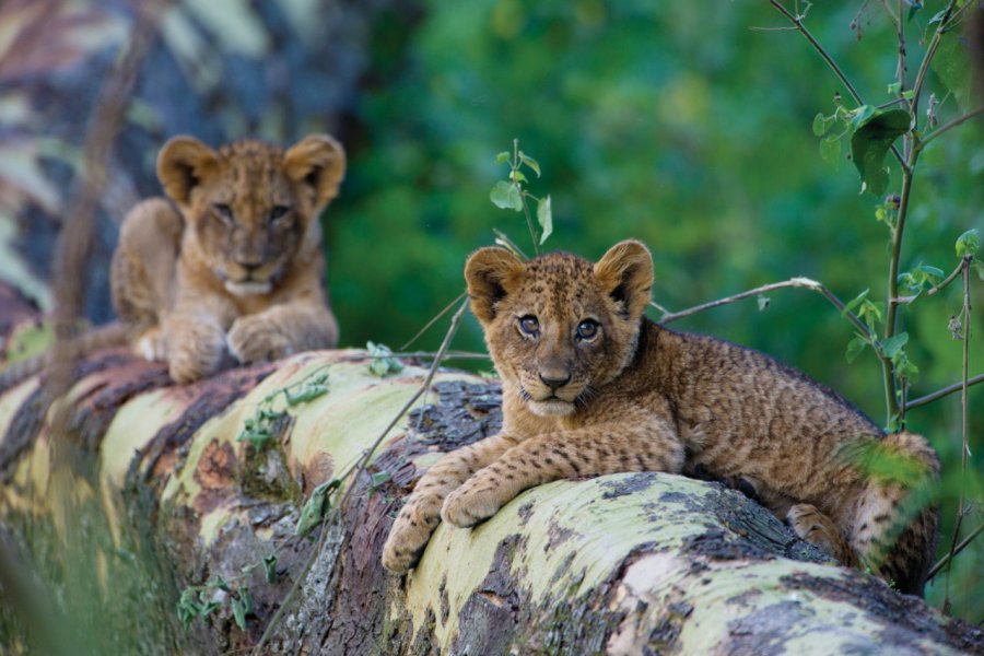 Nakuru National Park. isitsharp - iStockphoto.com