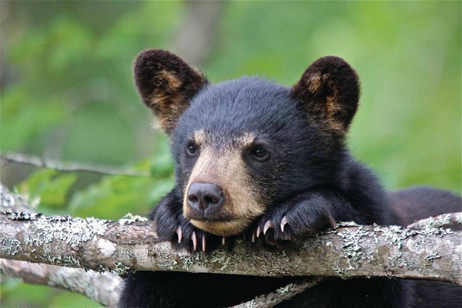Little Big Bear Safari pour observer les ours noirs. Tourisme Nouveau-Brunswick