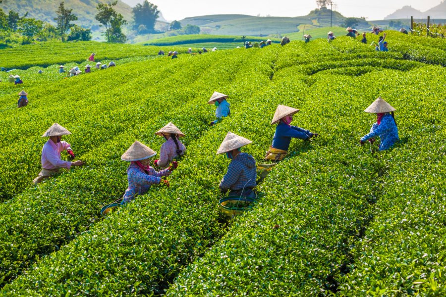 Récolte du thé, Môc Châu. Tony Duy - Shutterstock.com