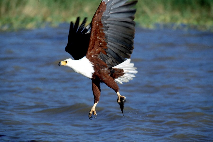 Aigle pêcheur au dessus du lac Baringo Kenya Tourist Board