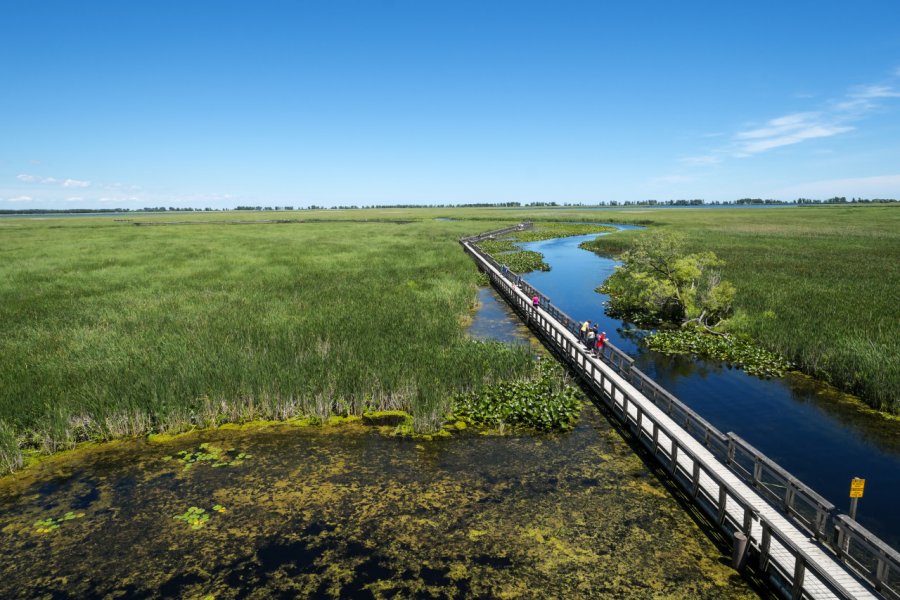 Parc national de la Pointe-Pelée. Chiyacat - Shutterstock.com