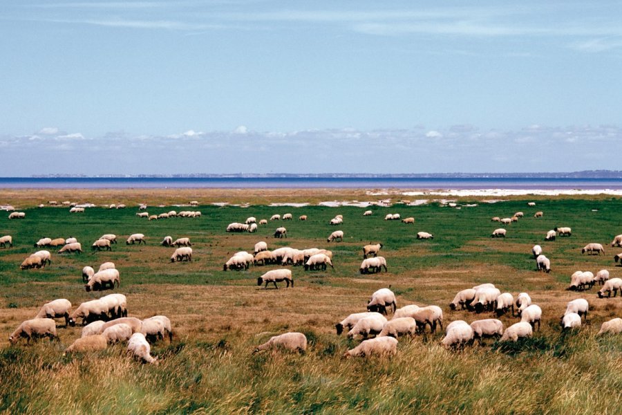 Moutons de pré-salés broutant dans les polders de la baie du Mont-Saint-Michel (© Philippe GUERSAN - Author's Image))