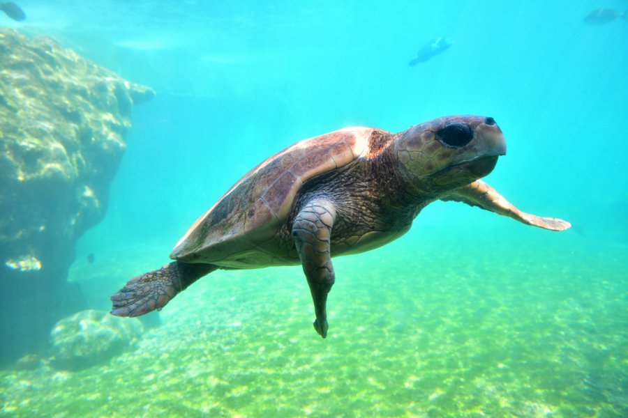 KÉLONIA – L’OBSERVATOIRE DES TORTUES MARINES Kayal Roger - shutterstock.com