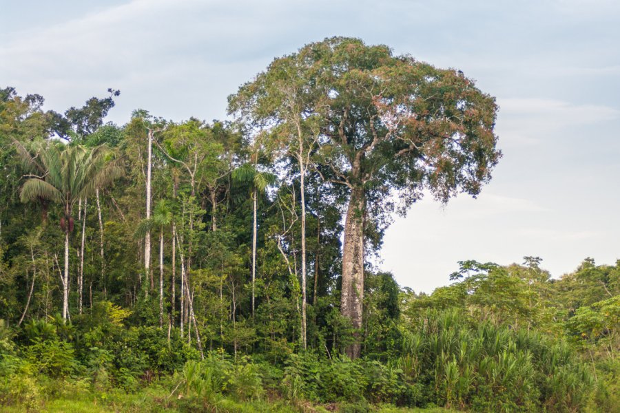 Parc national Bahuaja Sonene. Karel Cerny - Shutterstock.com