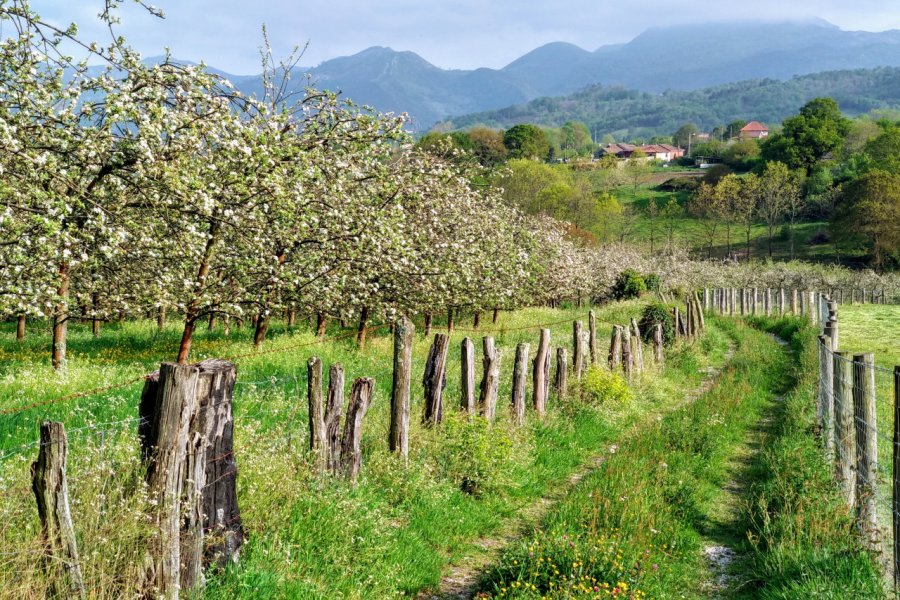 Pommiers en fleur près du village de Nava en Asturies. IMAG3S - Shutterstock.com