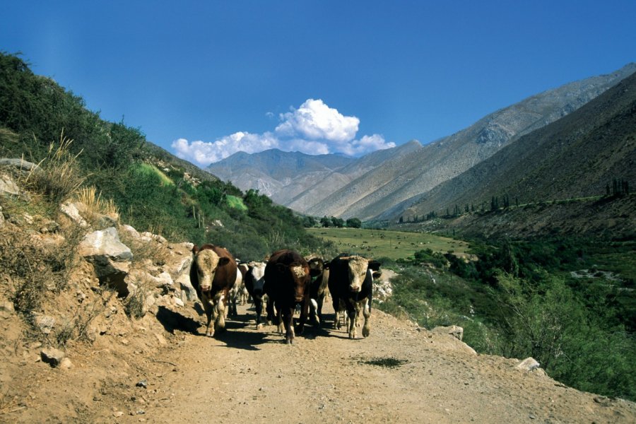 Troupeau près d'Ovalle Sylvie LIGON