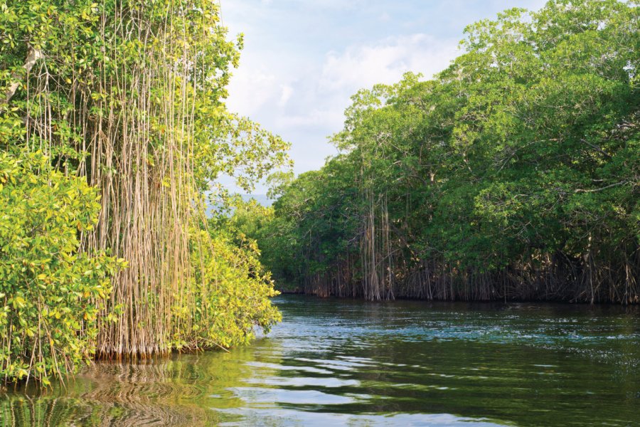 Mangroves sur les côtes de la Jamaïque. KellyThorson - iStockphoto.com