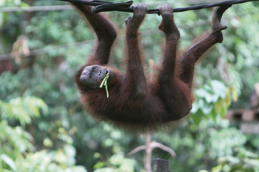 Centre de réhabilitation des orangs outans de Sepilok Stéphan SZEREMETA