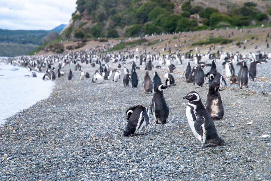 Colonie de manchots de Magellan, Isla Martillo. lu_sea - Shutterstock.com