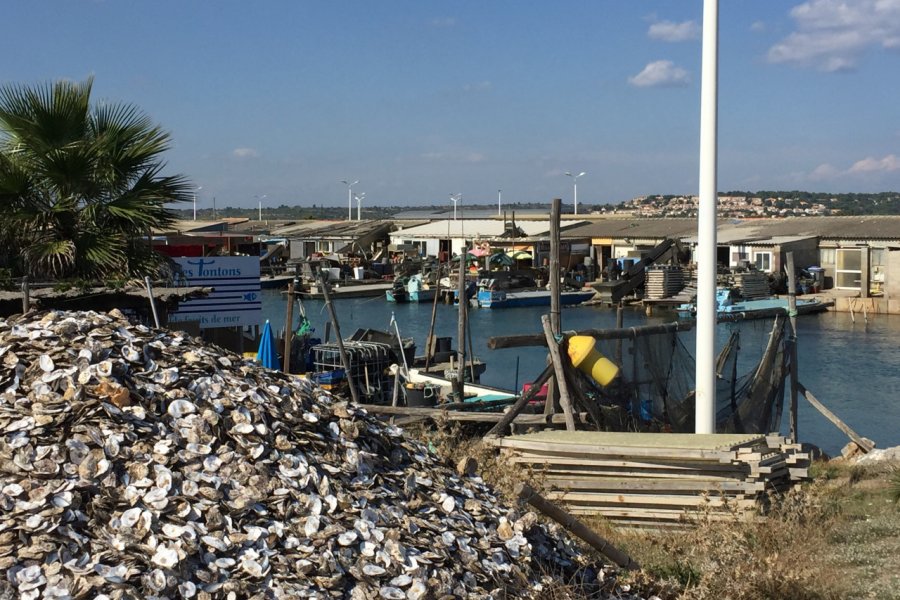 Huîtres de Leucate - Port ostréicole de Leucate. Yan EVEN