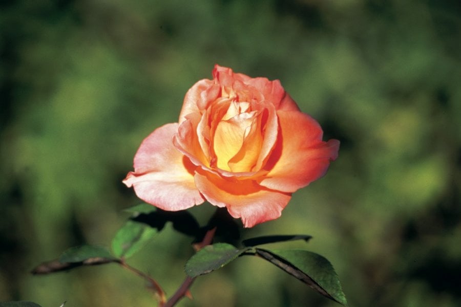 Rose de El-Kelâa. Atamu RAHI - Iconotec